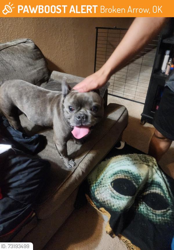Surrendered Unknown Dog last seen 111th, Broken Arrow, OK 74011