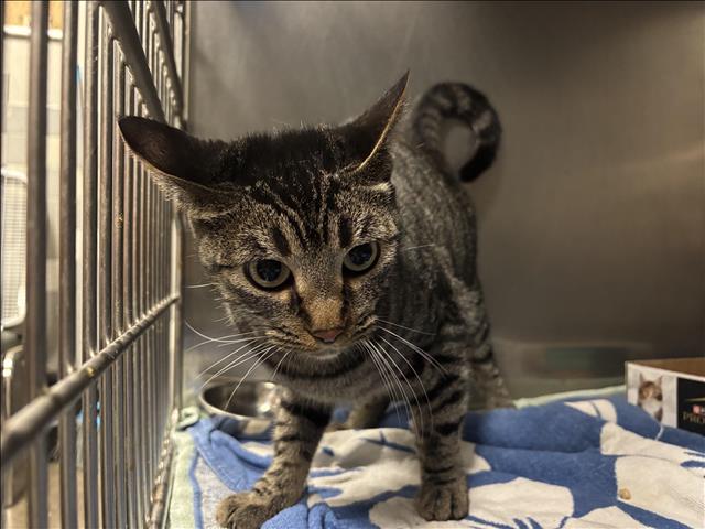 Shelter Stray Female Cat last seen , 957 N Gaffey St, San Pedro, CA 90731, USA