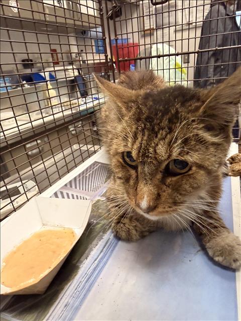 Shelter Stray Male Cat last seen , 14409 Vanowen St, Van Nuys, CA 91405, USA