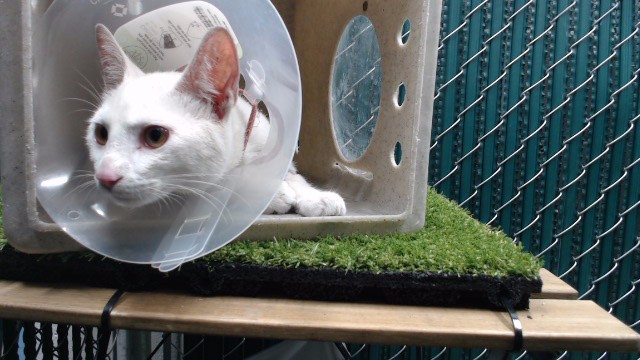 Shelter Stray Male Cat last seen , 11258 Garfield Ave, Downey, CA 90242, USA