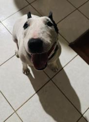 Reunited Female Dog last seen Cook st, Dairy Ashford, Houston, TX 77099