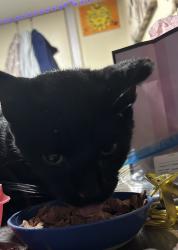 Reunited Male Cat last seen 13th N ash area, Wichita, KS 67214