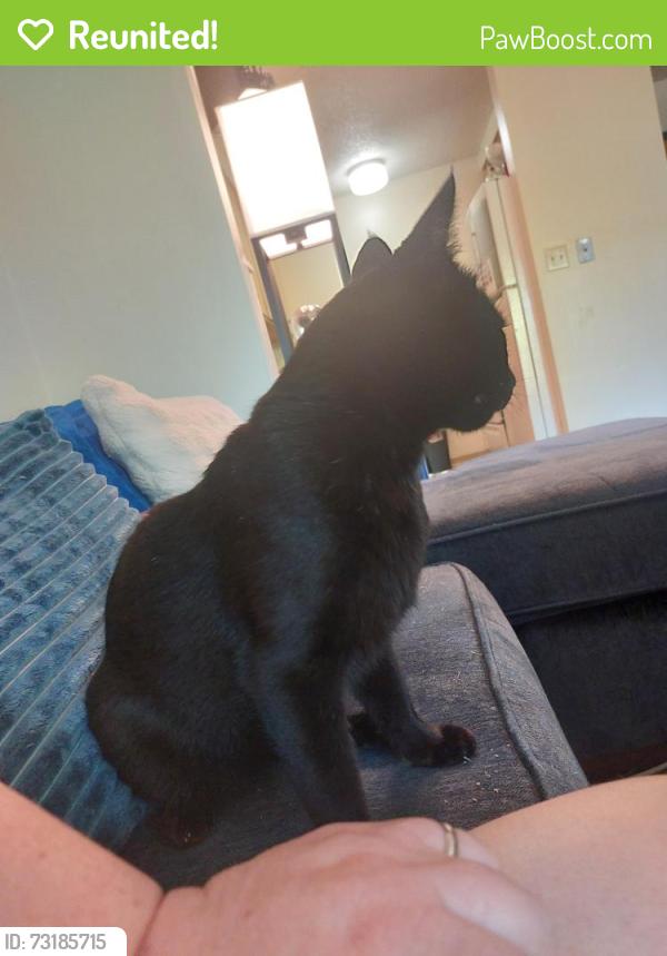 Reunited Male Cat last seen 14th and ferry, Eugene, OR 97401