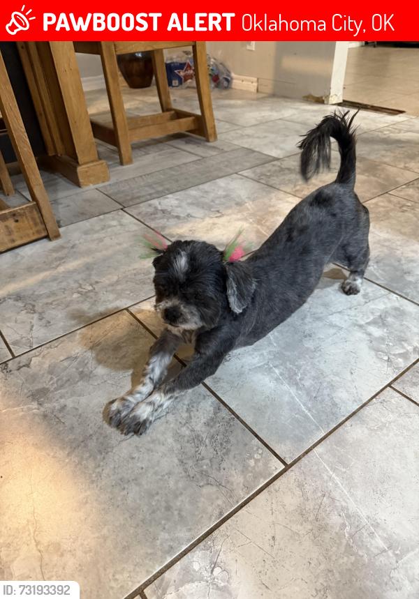 Lost Female Dog last seen Sw Western 44th St, Oklahoma City, OK 73109