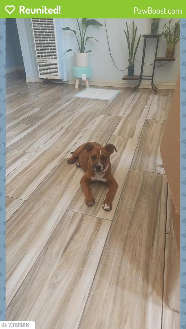 Reunited Male Dog last seen Florence and 74, Los Angeles, CA 90044