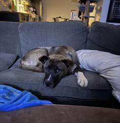 Found/Stray Male Dog last seen Joy Rd., Detroit, MI 48238