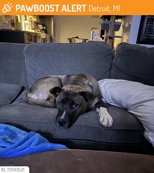 Found/Stray Male Dog last seen Joy Rd., Detroit, MI 48238