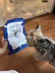 Reunited Male Dog last seen Someone reported seeing him on Hellyer/Senter, San Jose, CA 95111