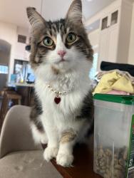 Reunited Female Cat last seen Haven and Estudillo, Martinez, CA 94553