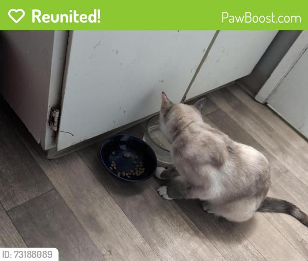 Reunited Female Cat last seen Electric street and hocken, Beaverton, OR 97005