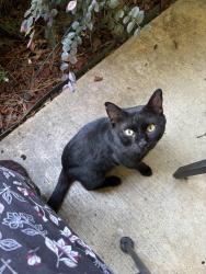 Found/Stray Unknown Cat last seen Hunter Refuge and Connect Bank, White Hall, AR 71602