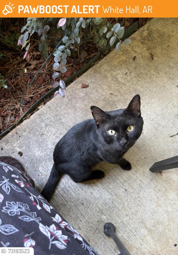 Found/Stray Unknown Cat last seen Hunter Refuge and Connect Bank, White Hall, AR 71602