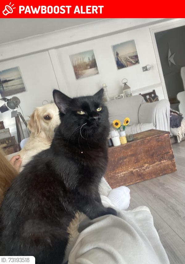Lost Female Cat last seen The river footpath, entrance near 71 the highway great Staughton, Great Staughton, England PE19 5DB