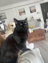 Lost Female Cat last seen The river footpath, entrance near 71 the highway great Staughton, Great Staughton, England PE19 5DB