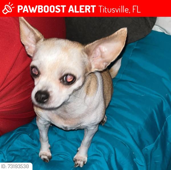 Lost Female Dog last seen Constant st, Titusville, FL 32796