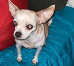 Lost Female Dog last seen Constant st, Titusville, FL 32796