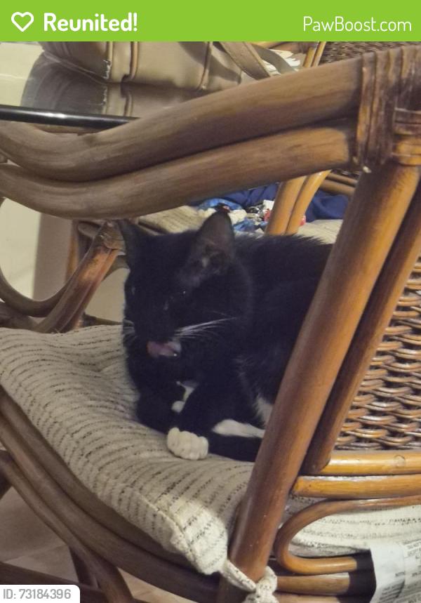Reunited Male Cat last seen Near Corrine Ave, Spring Hill, FL 34609