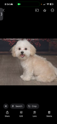 Lost Female Dog last seen Cambridge, Phoenix, AZ 85015