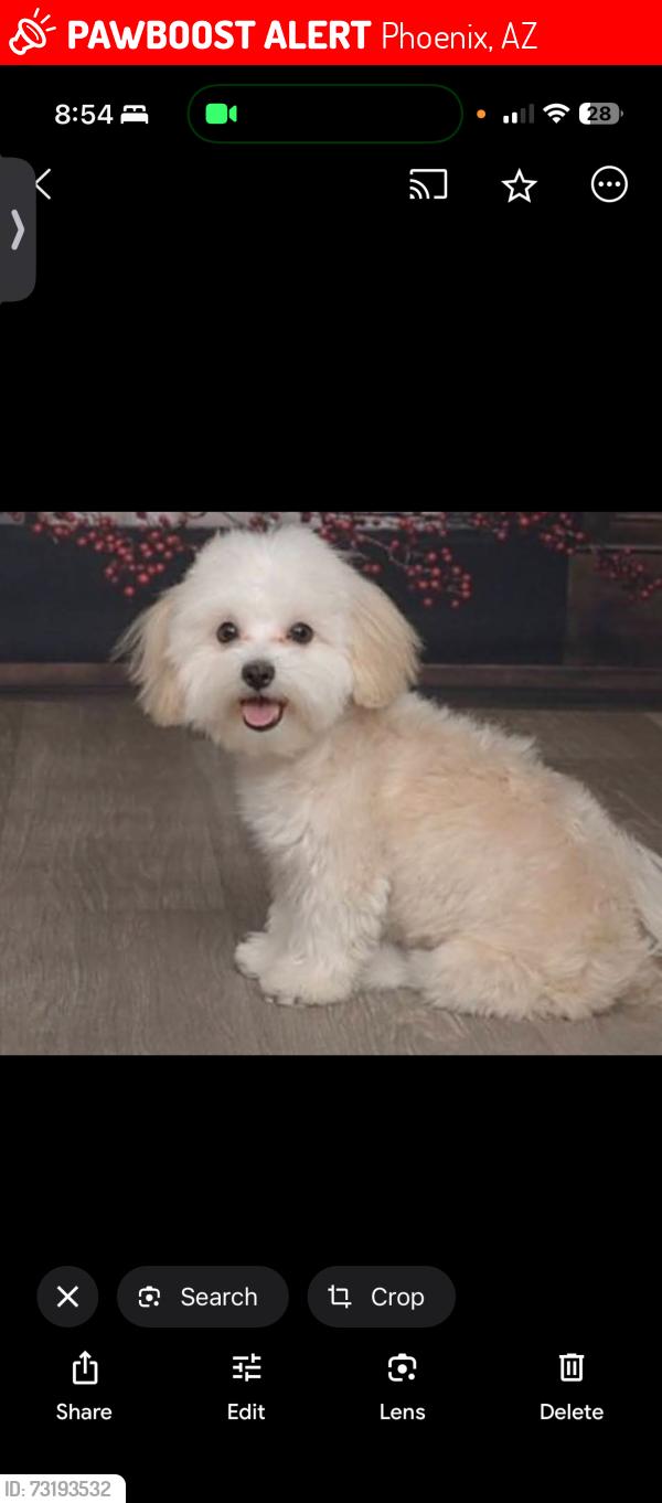 Lost Female Dog last seen Cambridge, Phoenix, AZ 85015