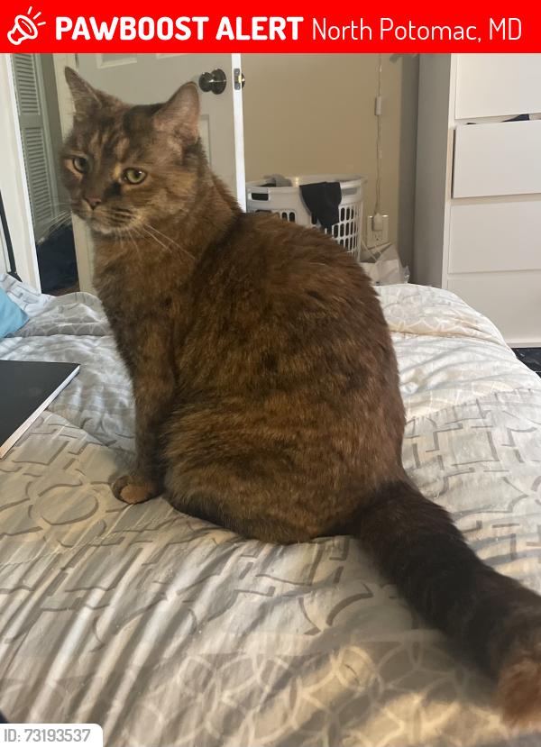 Lost Female Cat last seen Flints Grove lane, North Potomac, MD 20878