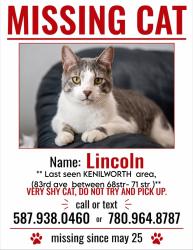 Lost Male Cat last seen Kenilworth arena, Edmonton, AB 