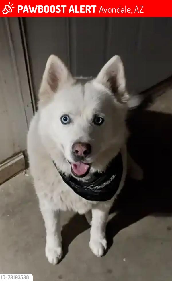Lost Male Dog last seen W lower buckeye, Avondale, AZ 85323
