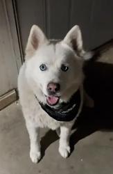 Lost Male Dog last seen W lower buckeye, Avondale, AZ 85323