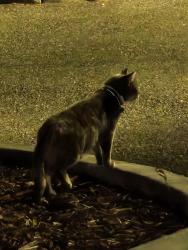 Found/Stray Unknown Cat last seen City hall, Santa Clara, CA 95050