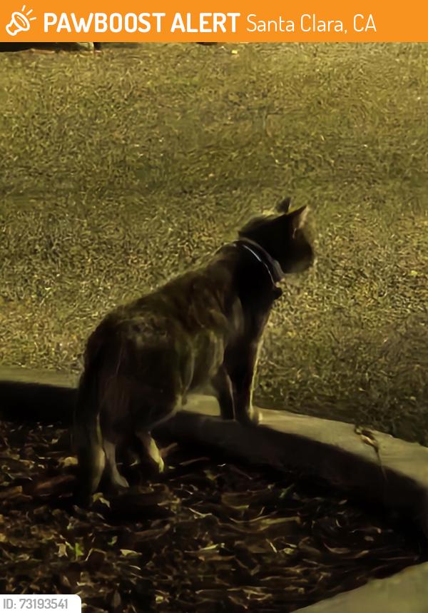 Found/Stray Unknown Cat last seen City hall, Santa Clara, CA 95050