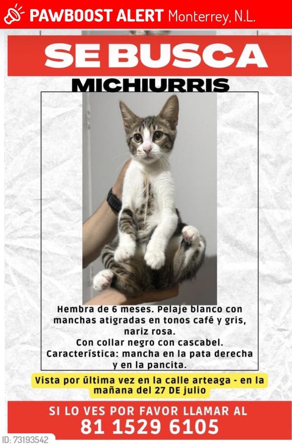 Lost Female Cat last seen Entre Porfirio Díaz y Vallarta, frente a la esc. Presidente calles, Monterrey, N.L. 64000