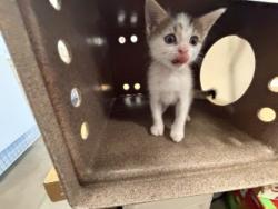 Shelter Stray Female Cat last seen Near Devonshire in bushes, 75150, TX, 1650 Gross Rd, Mesquite, TX 75149, USA