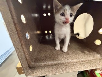 Shelter Stray Female Cat last seen Near Devonshire in bushes, 75150, TX, 1650 Gross Rd, Mesquite, TX 75149, USA