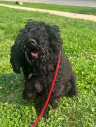 Shelter Stray Male Dog last seen Near Cordelia Ave., 21215, MD, 2490 Giles Rd, Baltimore, MD 21225, USA