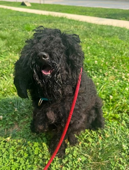 Shelter Stray Male Dog last seen Near Cordelia Ave., 21215, MD, 2490 Giles Rd, Baltimore, MD 21225, USA