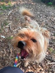 Shelter Stray Male Dog last seen Near Clarks Lane, 21215, MD, 2490 Giles Rd, Baltimore, MD 21225, USA