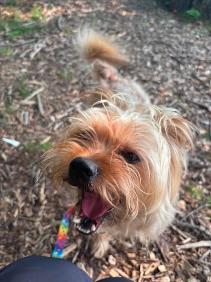 Shelter Stray Male Dog last seen Near Clarks Lane, 21215, MD, 2490 Giles Rd, Baltimore, MD 21225, USA