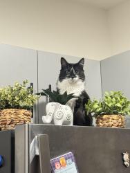 Lost Female Cat last seen Av Sun Valley, Sun Valley, NV 89433