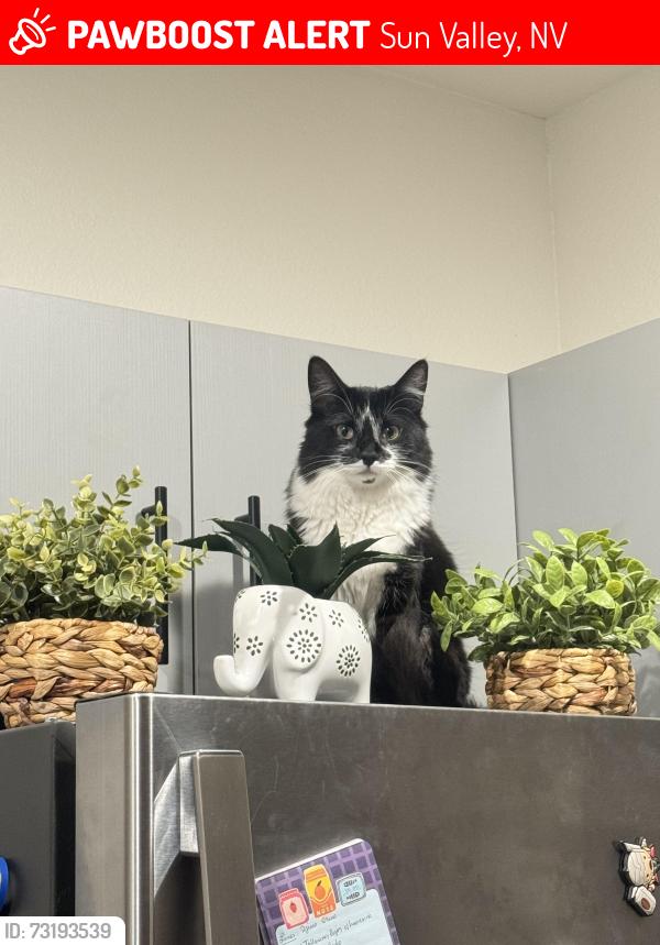 Lost Female Cat last seen Av Sun Valley, Sun Valley, NV 89433