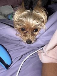 Lost Male Dog last seen Manhattan Boulevard, Gretna Boulevard, Lapalco Boulevard, Westbank Expressway, Harvey, LA 70058