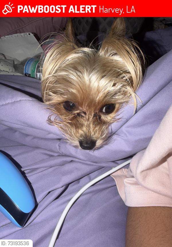 Lost Male Dog last seen Manhattan Boulevard, Gretna Boulevard, Lapalco Boulevard, Westbank Expressway, Harvey, LA 70058