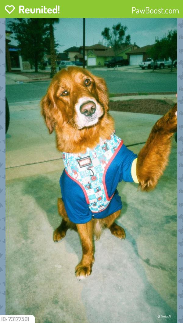 Reunited Male Dog last seen Urbici solar/ edgemere/ nolan richardson, El Paso, TX 79936