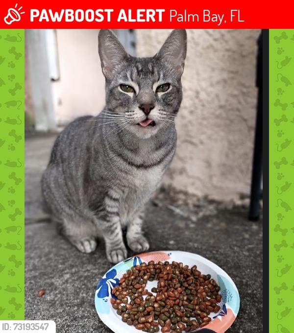 Lost Male Cat last seen Crazy horse ave, Palm Bay, FL 32907