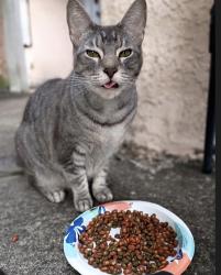 Lost Male Cat last seen Crazy horse ave, Palm Bay, FL 32907