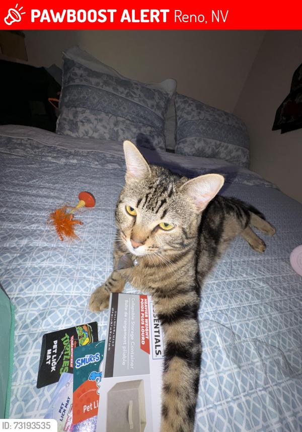 Lost Female Cat last seen camel rock dr, Reno, NV 89506