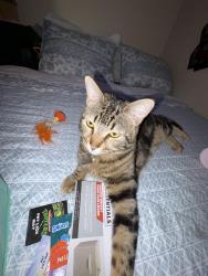Lost Female Cat last seen camel rock dr, Reno, NV 89506