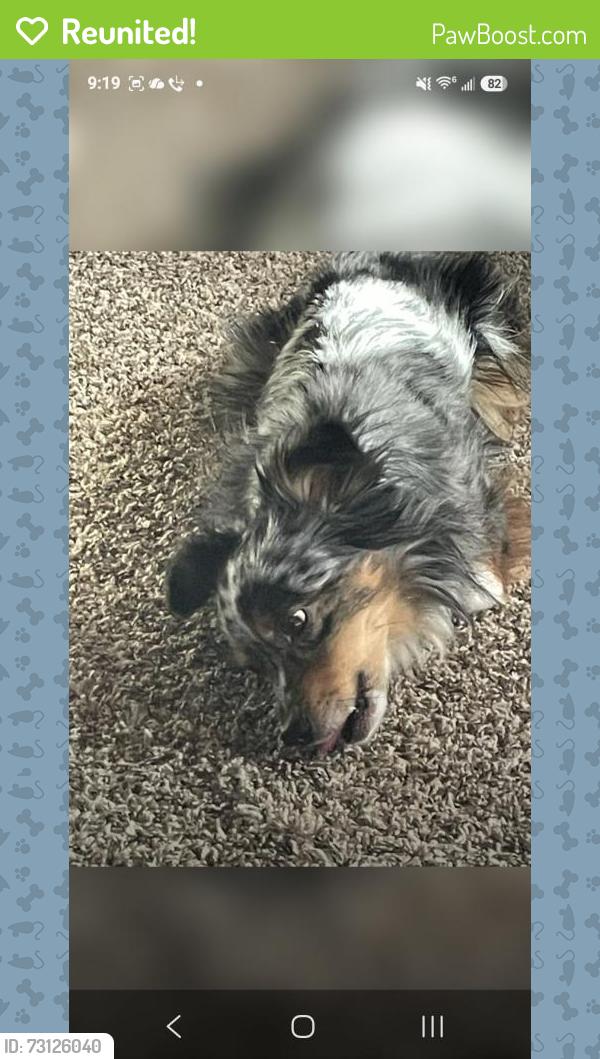 Reunited Male Dog last seen Terrace Depot, Washington Terrace, UT 84405