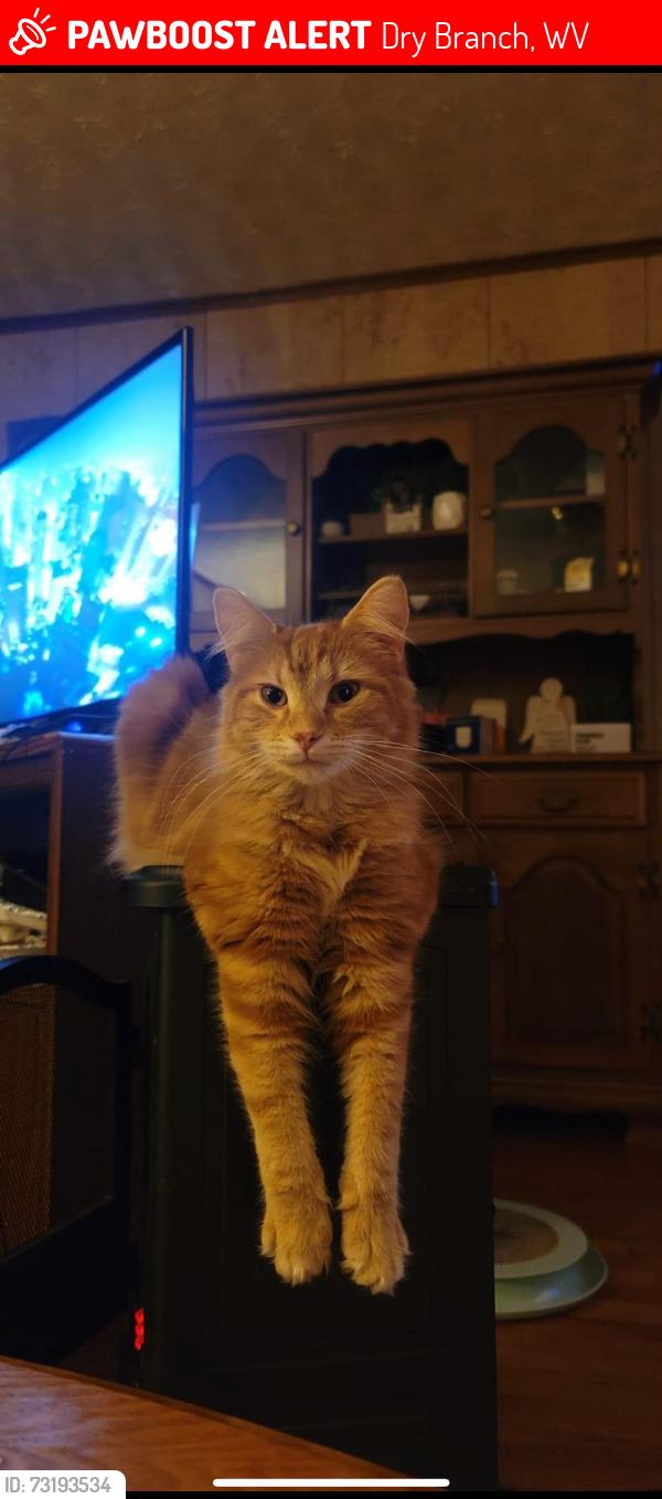 Lost Male Cat last seen Ronda Rd, Dry Branch, WV, Dry Branch, WV 25035
