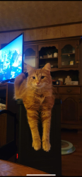 Lost Male Cat last seen Ronda Rd, Dry Branch, WV, Dry Branch, WV 25035