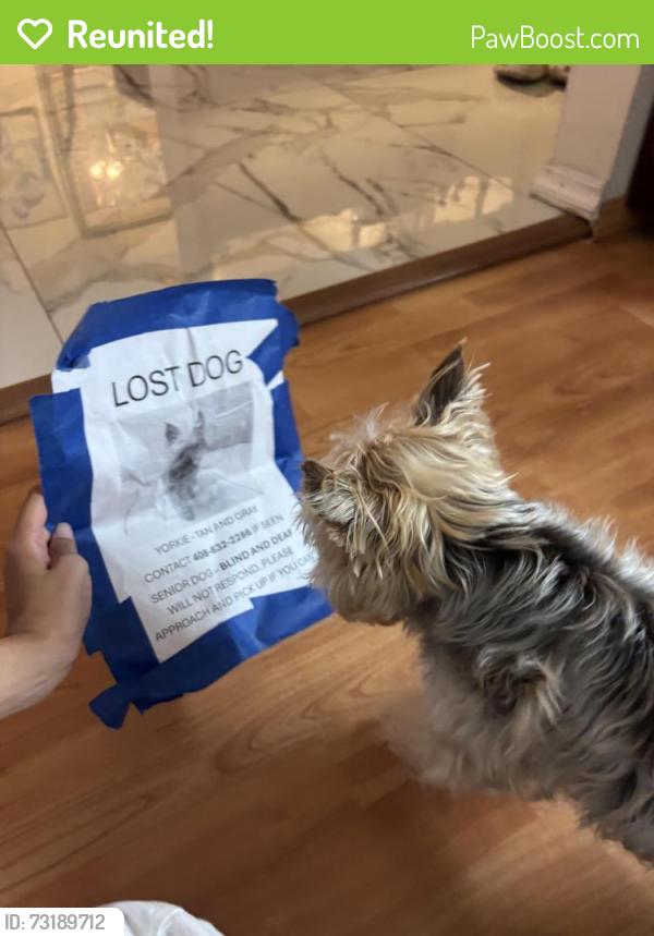 Reunited Male Dog last seen Someone reported seeing him on Hellyer/Senter, San Jose, CA 95111
