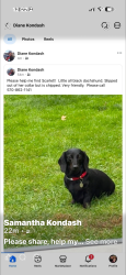 Lost Female Dog last seen W Grace St and Clark, Old Forge, PA 18518